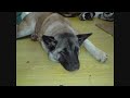 KODI BEAR UPTO 6 MONTH.avi