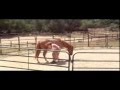 Warmblood Cross Filly for Sale, Eventing or Hunter Prospect