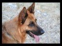 Eda pastore Tedesco Deutsche Schaferhund Eda pastore Tedesco Deutsche Schaferhund