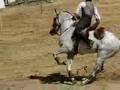 working equitation speed test. Beja 2008.