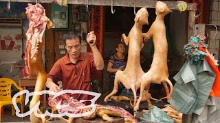 中国で犬肉ビジネスに関わる商人たちの思惑
