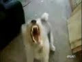 Funny Death Metal Puppy Funny Death Metal Puppy