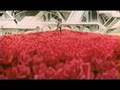 SKU - Roses are red