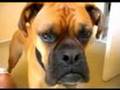 talking-dog21-oscar-the-boxer