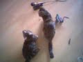 Spelende Katten \ Spelende Katten \