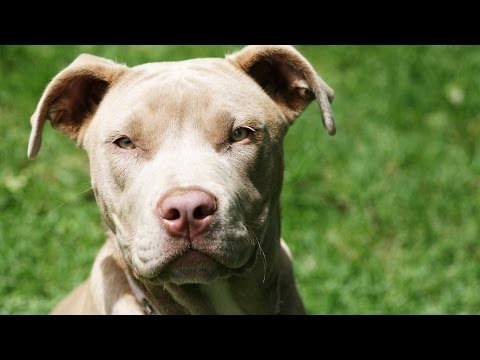 Play YouTube video