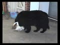 St Bernard Puppy