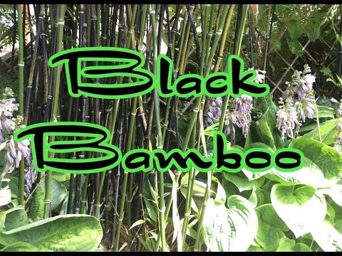how to transplant oldhamii bamboo
