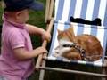 Louis-Nicolas et sa passion des chats