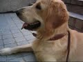 Dino the Golden Retriever - Chinese Traditional Music