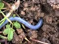 helping-the-world-by-preserving-biodiversity.html