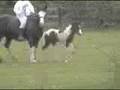 mc naughton drum colt 5-11-08