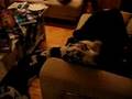 Chinese Crested video