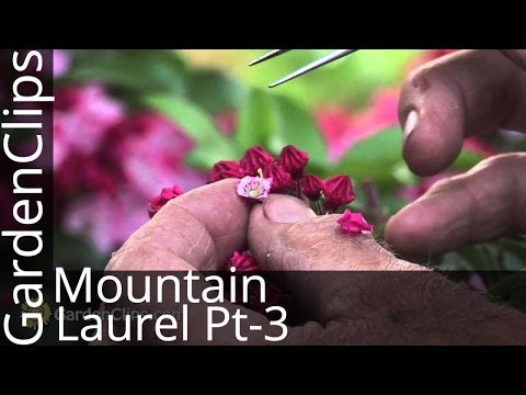 how to fertilize mountain laurel