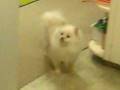videos de Chocolate girl
