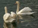 Les cygnes de Crilou.wmv Les cygnes de Crilou.wmv