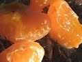 Hissing cockroaches