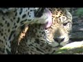 jaguar panther onca jaguar panther onca
