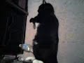 crypto asleep, chasin mice