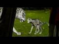His Dark Materials: The Golden Compass - Sizzle Reel