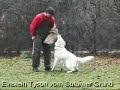 Weisser Sch�ferhund vom Sutumer Grund
