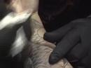 koi tattoo phowl