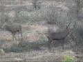 la berrea del ciervo en cabañeros y montes de toledo