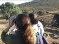 la berrea del ciervo en cabañeros y montes de toledo