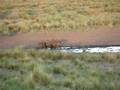 caceria fallida de lechones jabalies en la pampa argentina