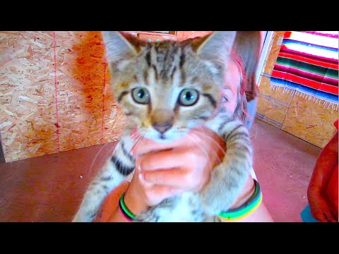 KITTIES ARE INVADING OUR NEW STUDIO!!!