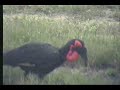 4.4.07 4.05pm Southern Ground Hornbill close ups 4.4.07 4.05pm Southern Ground Hornbill close ups
