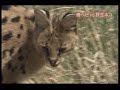 Serval vs Poisonous Snake