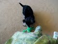 my morkie puppy named yoda