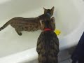 Carabas and Rurik take a cold bath