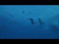 videos de Honeymoon SCUBA Diving Part 2