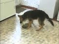 German