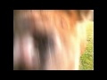 NHS HELPLINE ADVISES MY PET PIG TO GET TAMIFLU !!