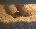 Rennmäuse Rennmäuse