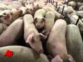 New Strains of Old Diseases Prove Antibiotic Proof