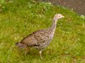 Wild Pennsylvania Turkey Chick - Baby