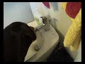 My Smart Rottweiler opens the faucets (Rachel)