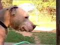 Pit Bull Ring Pit Bull Ring