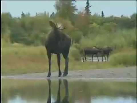 YouTube: Jetboat Alaska