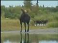 Alaska Jet Boat Moose Hunting - APGS.com