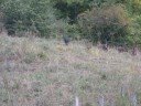 Wild boar and red deer