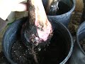 Join Bill in the Banana Jungle as he propagates young banana plants from an existing clump. www.greengardenservice.net