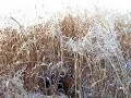 Harry shatters the switchgrass Harry shatters the switchgrass