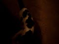 cat fetch