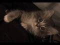 Kitten Luggage