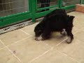 Los cachorros de mi perra 2